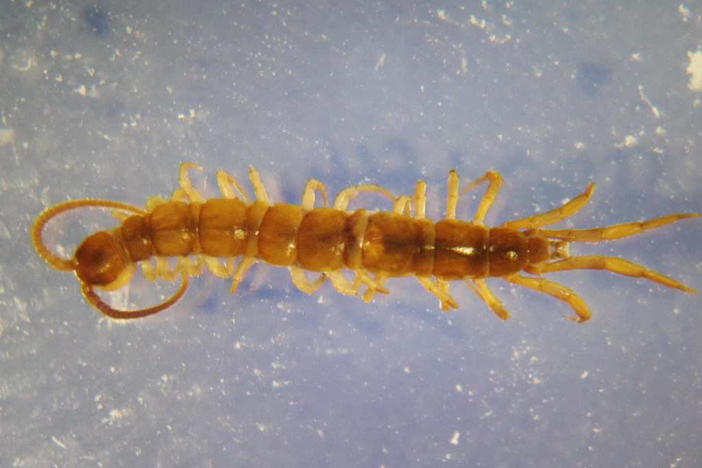Lithobius steffeni