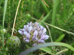 Aspalathus globulosa