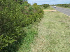 Aspalathus globulosa