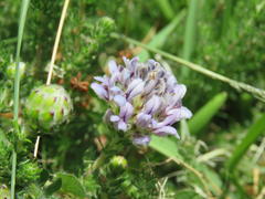 Aspalathus globulosa