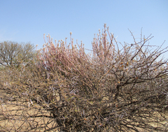 Acacia tortilis image