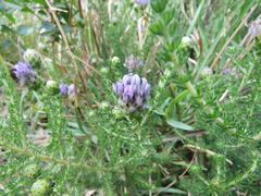 Aspalathus globulosa