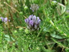 Aspalathus globulosa