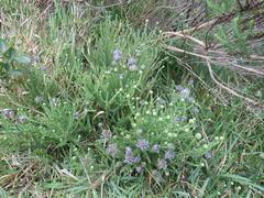 Aspalathus globulosa