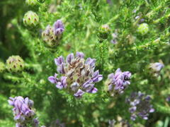 Aspalathus globulosa