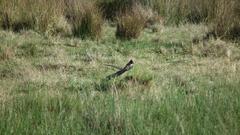 Euplectes progne progne