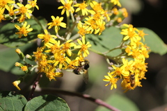 Bombus weisi