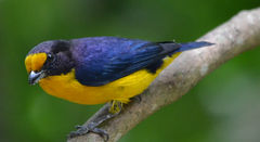 Violaceous Euphonia photo 2