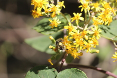 Bombus weisi