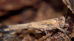 Hedotettix pulchellus