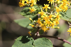 Bombus weisi