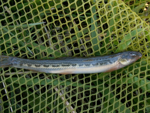 Siberian spined loach