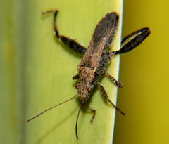 Heegeria tangirica