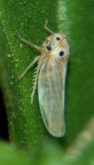 Agalliini