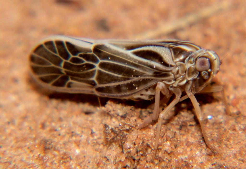 Anigrus sordidus