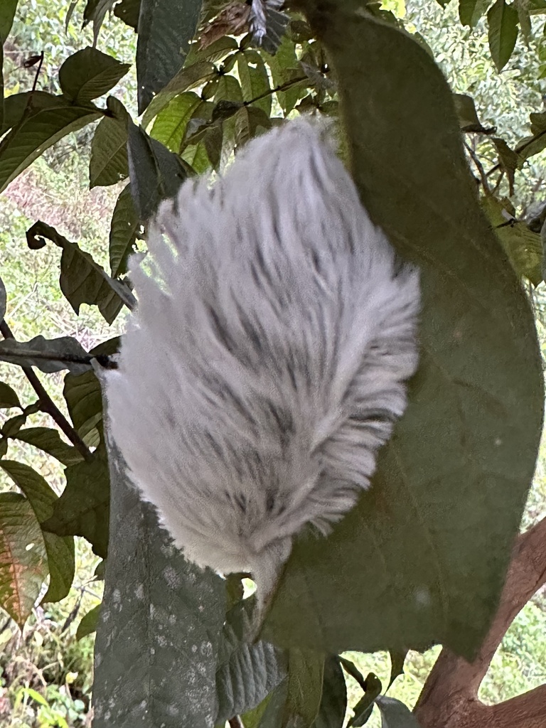 Podila Insect Podalia orsilochus from Coto Brus, Puntarenas, CR on August 16, 2023 at ...