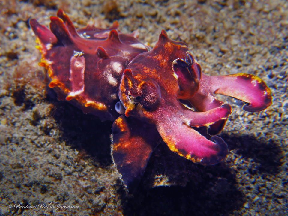 Flamboyant Cuttlefish