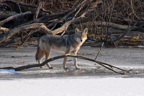 Coyote photographed in Ohio