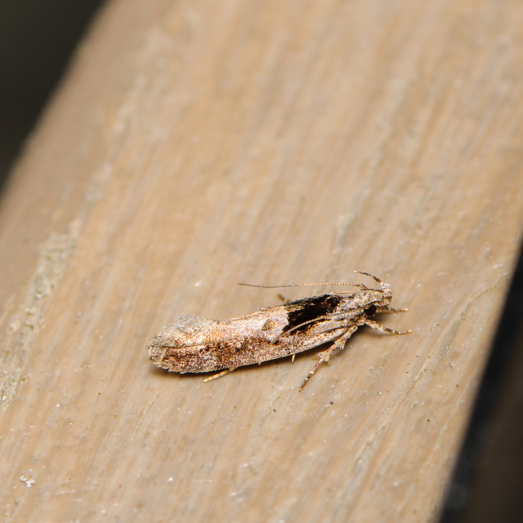 Pseudochelaria pennsylvanica