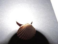 Acanthocardia echinata