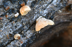Phaeomarasmius