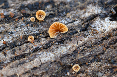 Phaeomarasmius