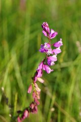 Polygala cretacea
