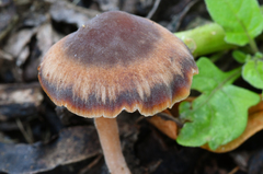 Macrocystidia