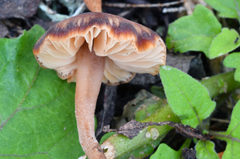 Macrocystidia