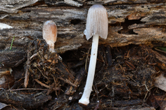 Coprinellus radians