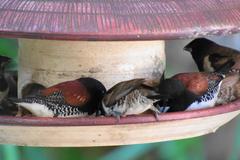 Spermestes bicolor nigriceps