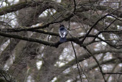 Corvus corone