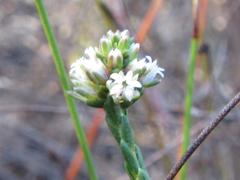 Euchaetis glomerata