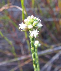 Euchaetis glomerata