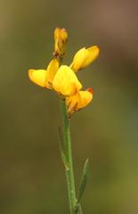 Genista micrantha