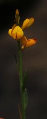 Genista micrantha