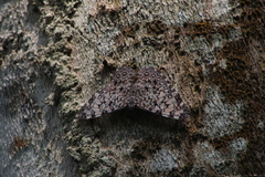 Hamadryas feronia farinulenta