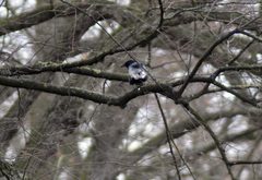 Corvus corone