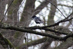 Corvus corone