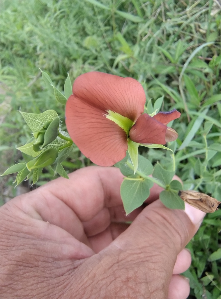 Brongniartia herbacea