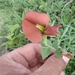 Brongniartia herbacea - Photo (c) Pedro Lucero T, algunos derechos reservados (CC BY-NC), subido por Pedro Lucero T