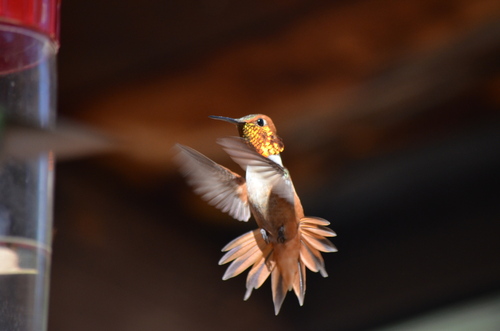 Rufous Hummingbird photographed in New Mexico
