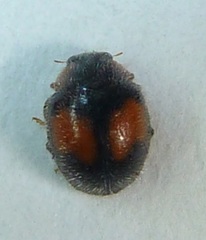 Diomus notescens
