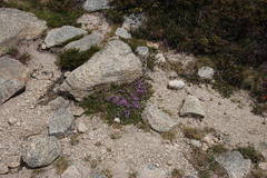 Thymus caespititius