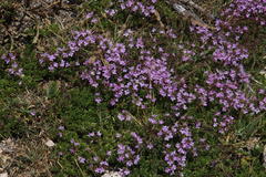 Thymus caespititius