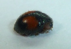Diomus notescens