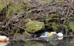 Troglodytes troglodytes