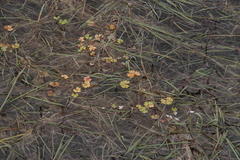 Ranunculus ololeucos