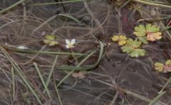 Ranunculus ololeucos