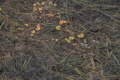 Ranunculus ololeucos